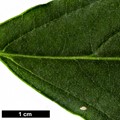 SpeciesSub: var. urbiniana
